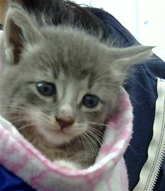 adoptable Cat in Dallas, TX named MAY