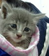 adoptable Cat in dallas, TX named MAY