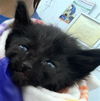 adoptable Cat in dallas, TX named RASBERRY