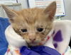 adoptable Cat in dallas, TX named AVOCADO
