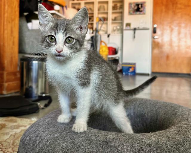 adoptable Cat in Dallas, TX named NICO