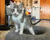 adoptable Cat in dallas, TX named NICO