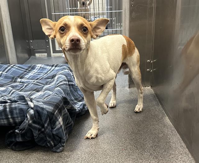 adoptable Dog in Dallas, TX named MONEY