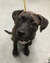 adoptable Dog in  named 1227700