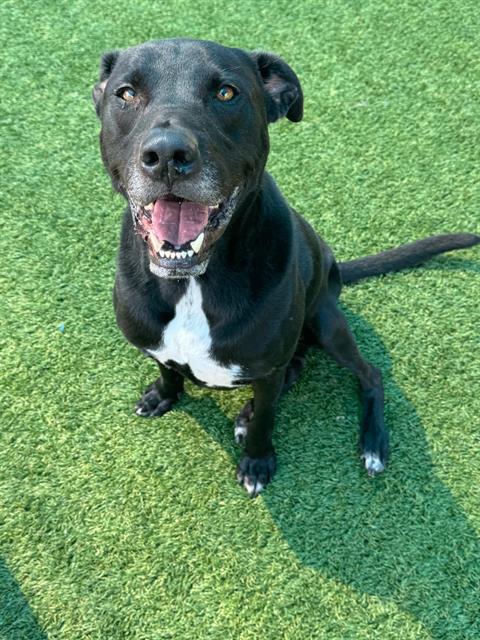 adoptable Dog in Dallas, TX named HONDO
