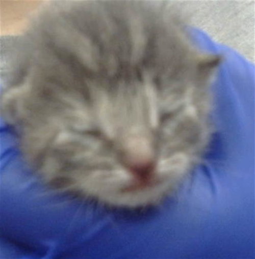 SPOT - Domestic Short Hair available for adoption