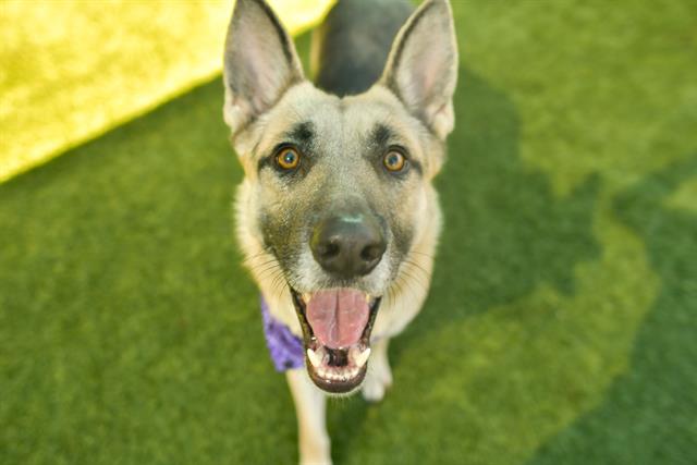 adoptable Dog in Dallas, TX named SAMUEL