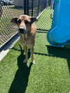 adoptable Dog in  named ZEUS