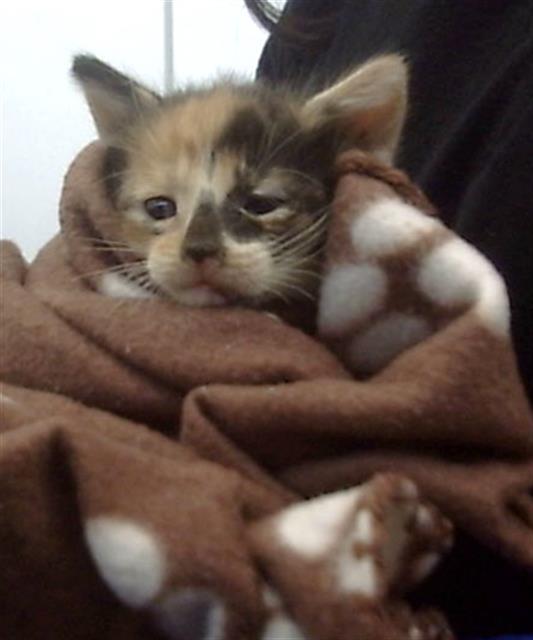 adoptable Cat in Dallas, TX named BELL