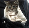 adoptable Cat in dallas, TX named KIM