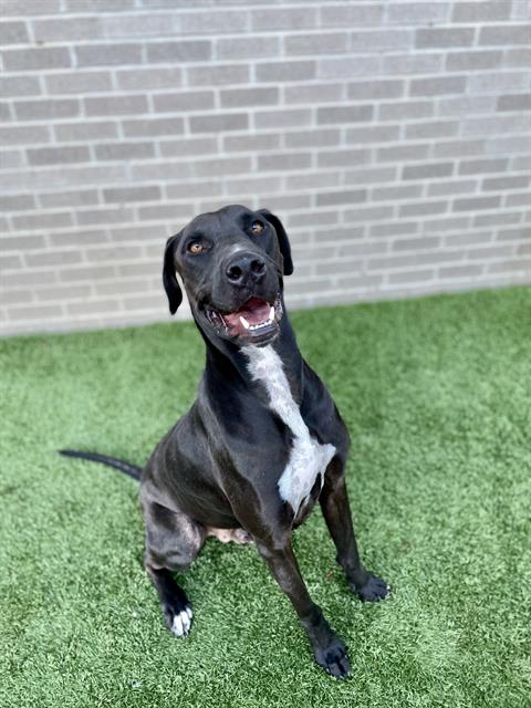 adoptable Dog in Dallas, TX named PUMA