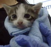 adoptable Cat in dallas, TX named CENIZO