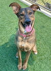 adoptable Dog in dallas, TX named BERKLEY