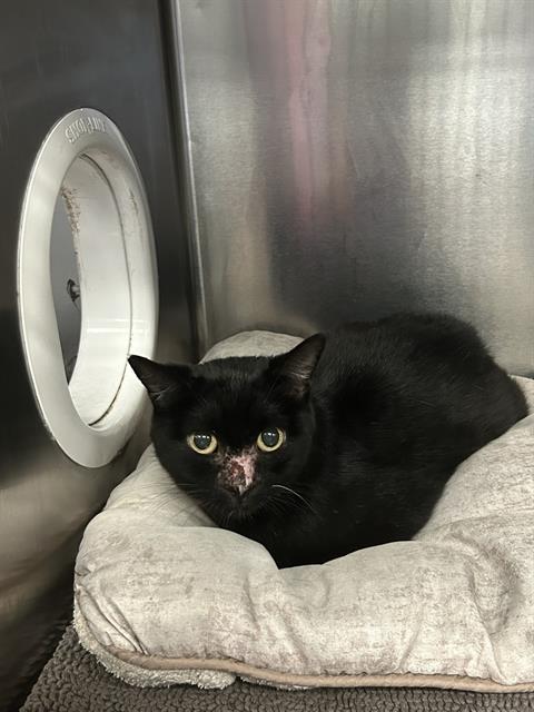 adoptable Cat in Dallas, TX named ONYA
