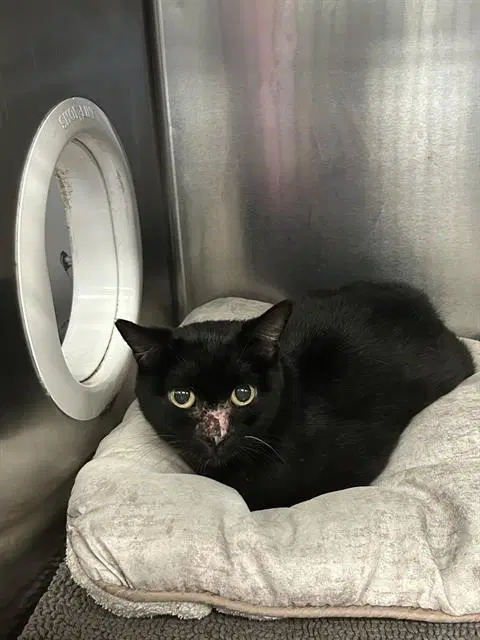 Onya - Domestic Short Hair