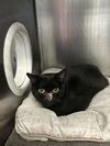 adoptable Cat in dallas, TX named ONYA