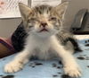 adoptable Cat in dallas, TX named LATTE