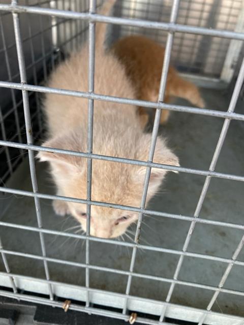 picture of the cat needing adoption