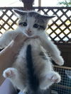 adoptable Cat in dallas, TX named MILKSHAKE