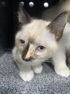 adoptable Cat in  named EEVEE