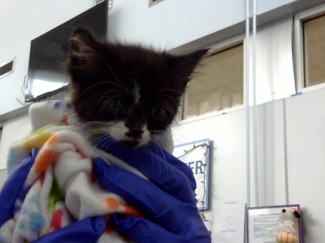 adoptable Cat in Dallas, TX named OREO