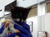 adoptable Cat in dallas, TX named OREO
