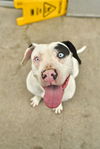 adoptable Dog in dallas, TX named CRYSTAL