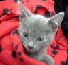 adoptable Cat in dallas, TX named JULIA