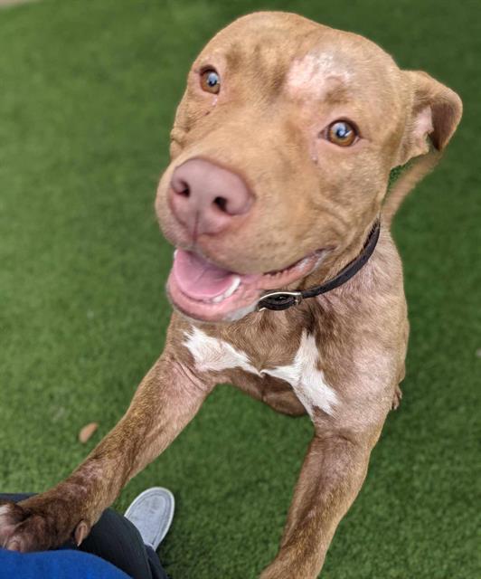 adoptable Dog in Dallas, TX named TONY