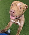 adoptable Dog in  named TONY
