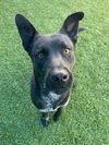 adoptable Dog in dallas, TX named BABBA