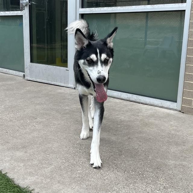 adoptable Dog in Dallas, TX named JOSITA