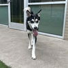 adoptable Dog in  named JOSITA