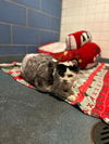 adoptable Cat in dallas, TX named JACKIE