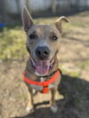 adoptable Dog in dallas, TX named JAZZY