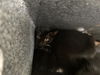adoptable Cat in dallas, TX named OZZY