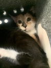 adoptable Cat in dallas, TX named IVY