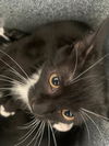 adoptable Cat in dallas, TX named BRUCE