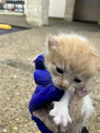 adoptable Cat in dallas, TX named KITY