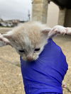 adoptable Cat in dallas, TX named ANDY