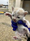 adoptable Cat in dallas, TX named COOPER