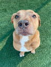 adoptable Dog in  named JOHN