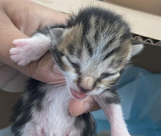 adoptable Cat in Dallas, TX named FAME