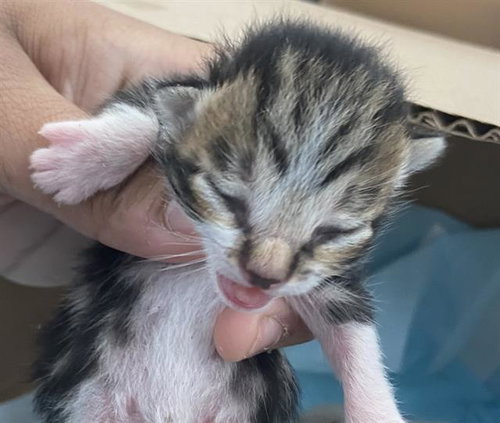FAME - Domestic Short Hair available for adoption