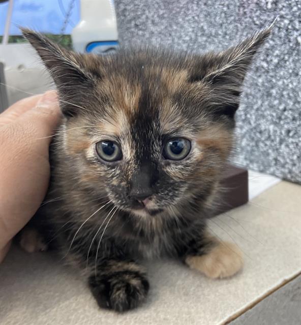 adoptable Cat in Dallas, TX named DOROTHY
