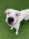 adoptable Dog in dallas, TX named DOLLY
