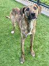 adoptable Dog in  named ATHENA