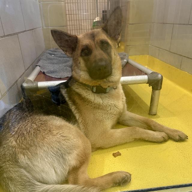 adoptable Dog in Dallas, TX named FANTA