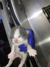 adoptable Cat in dallas, TX named NIMBUS