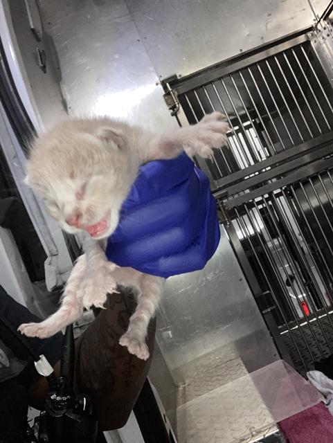 JINX - Domestic Short Hair available for adoption